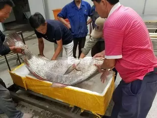 男子捕獲「罕見魚王」,居然開價550萬新台幣,沒想到魚肚子裡這種「東西」價格堪比黃金