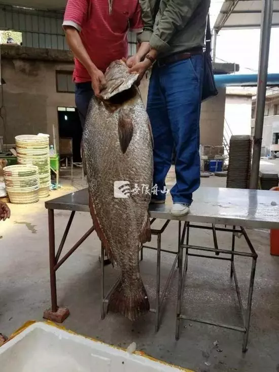 男子捕獲「罕見魚王」,居然開價550萬新台幣,沒想到魚肚子裡這種「東西」價格堪比黃金