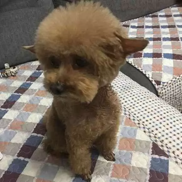 心血來潮給泰迪剪了個「飛耳髮型」,但是泰迪……