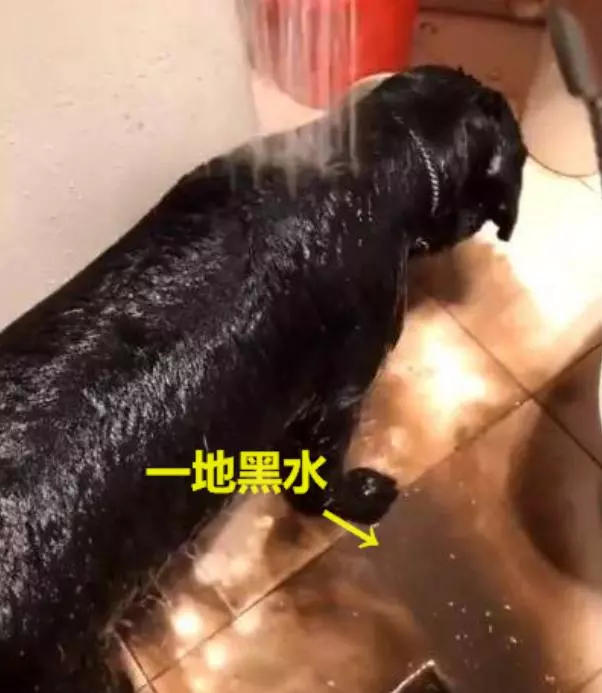 在家給狗狗洗澡,你真的知道正確的方式嗎?