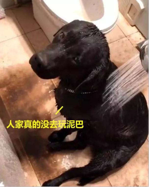 在家給狗狗洗澡,你真的知道正確的方式嗎?