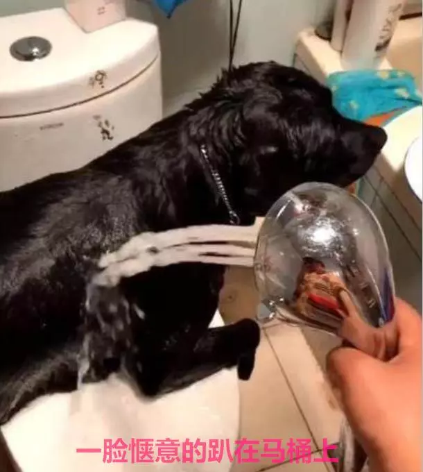 在家給狗狗洗澡,你真的知道正確的方式嗎?
