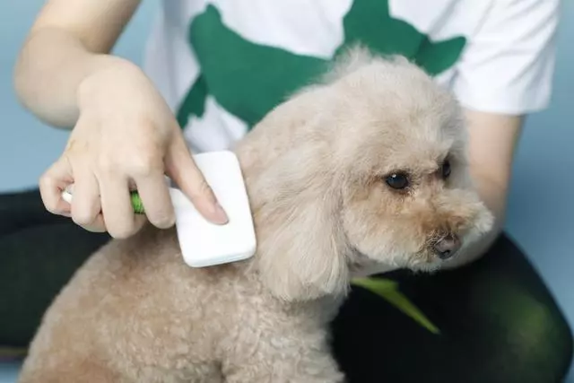 在家給狗狗洗澡,你真的知道正確的方式嗎?