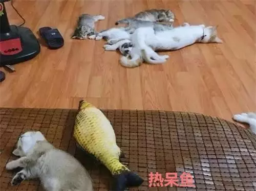 下班回家,打開風扇後,9隻貓咪的反應讓她笑噴