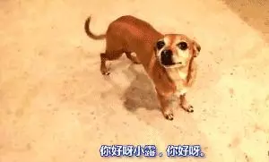 十種狗狗犯錯後的可愛表現,萌死了,你還會忍心罵它嗎?