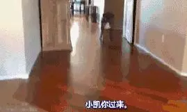 十種狗狗犯錯後的可愛表現,萌死了,你還會忍心罵它嗎?