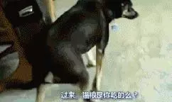 十種狗狗犯錯後的可愛表現,萌死了,你還會忍心罵它嗎?