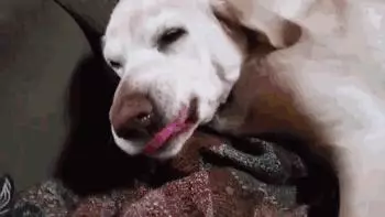 十種狗狗犯錯後的可愛表現,萌死了,你還會忍心罵它嗎?