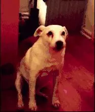 十種狗狗犯錯後的可愛表現,萌死了,你還會忍心罵它嗎?