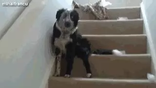 十種狗狗犯錯後的可愛表現,萌死了,你還會忍心罵它嗎?