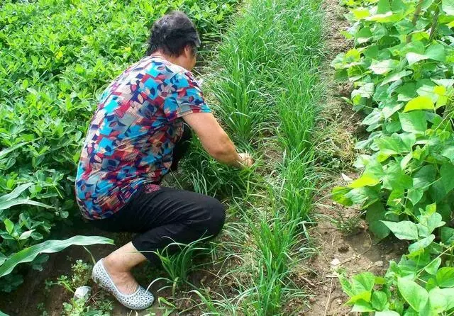 進城看兒子,兒媳打包剩菜給我吃,門口聽到對話,我感動落淚