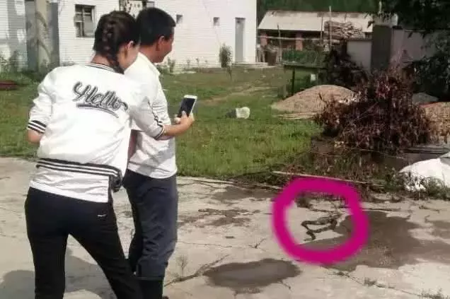 一魚餐館後院住了兩條大蛇,人蛇已共處數年!