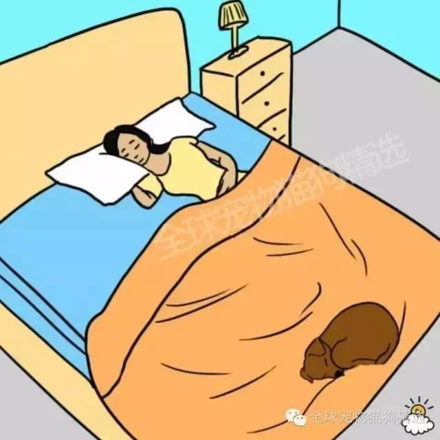究竟人類和狗狗一起睡覺會不會影響身體呢?7個理由告訴你,就是該和牠們一起睡!!