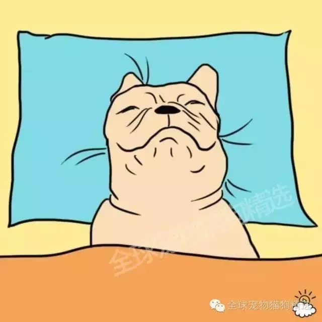 究竟人類和狗狗一起睡覺會不會影響身體呢?7個理由告訴你,就是該和牠們一起睡!!