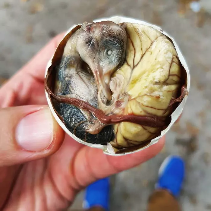 21個世界各地最奇葩的「特色黑暗料理」,臺灣「上榜食物」讓人有點意外阿XDD