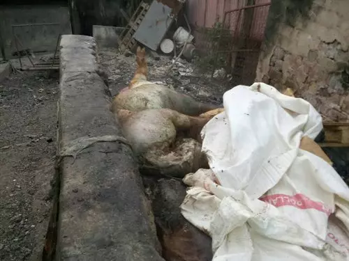 公然燒死豬.華都村臭爆 太多人患癌,不忍了