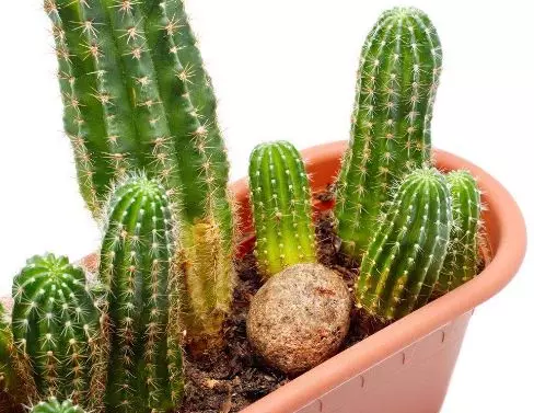 仙人掌怎麼擺,可以化小人、除爛桃花?