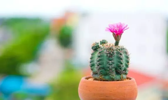 仙人掌怎麼擺,可以化小人、除爛桃花?