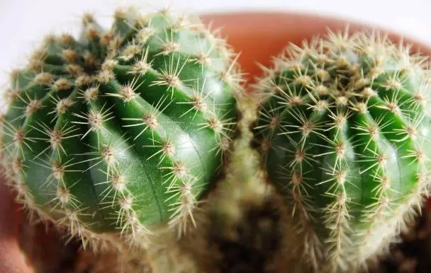 仙人掌怎麼擺,可以化小人、除爛桃花?