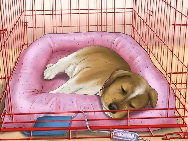 如何讓狗狗入睡,一夜好眠非常重要!