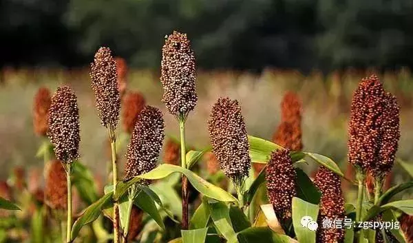 21種五穀雜糧的營養價值,好處各不同,受用一生!