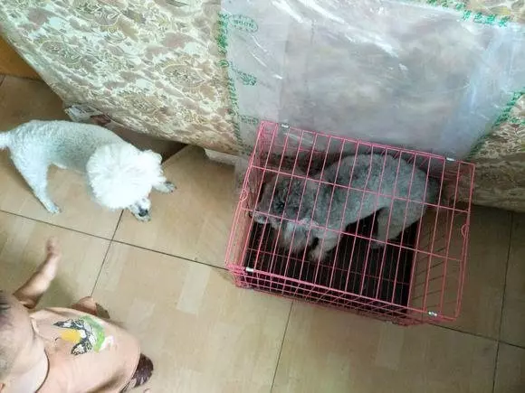 懷孕的貴賓難產9個小時沒動靜,送去醫院後狗狗卻給她帶來大驚喜