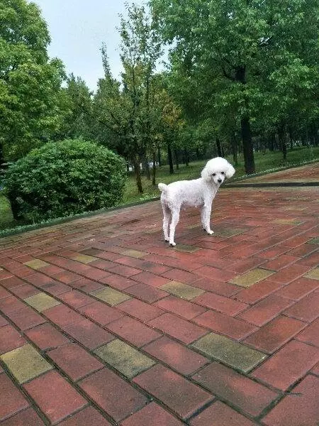 懷孕的貴賓難產9個小時沒動靜,送去醫院後狗狗卻給她帶來大驚喜