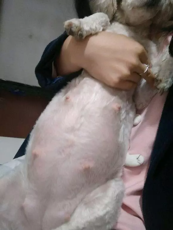懷孕的貴賓難產9個小時沒動靜,送去醫院後狗狗卻給她帶來大驚喜