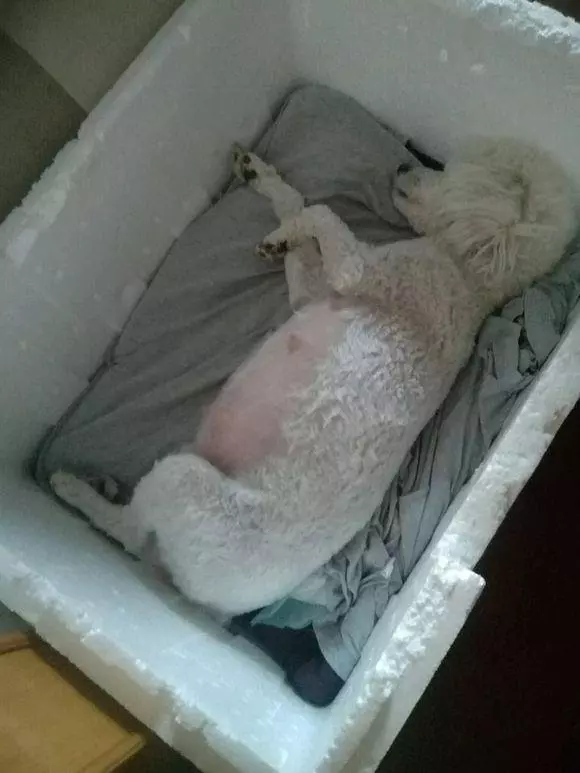 懷孕的貴賓難產9個小時沒動靜,送去醫院後狗狗卻給她帶來大驚喜