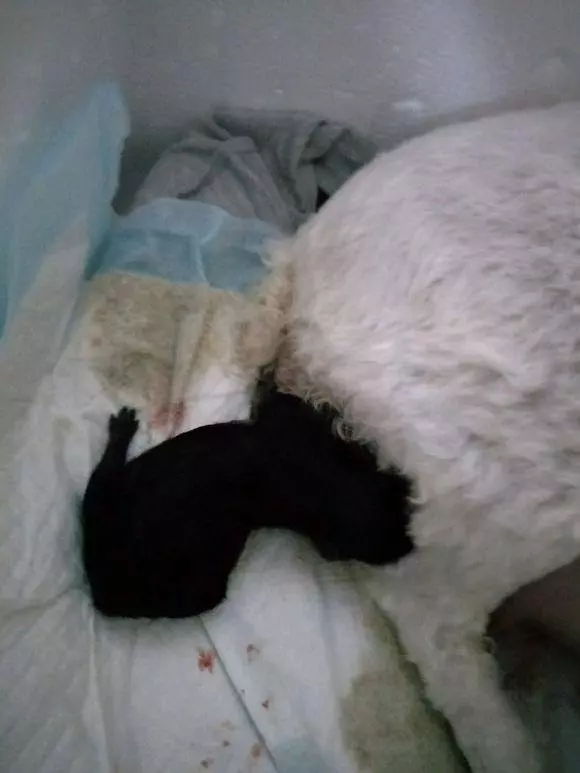 懷孕的貴賓難產9個小時沒動靜,送去醫院後狗狗卻給她帶來大驚喜