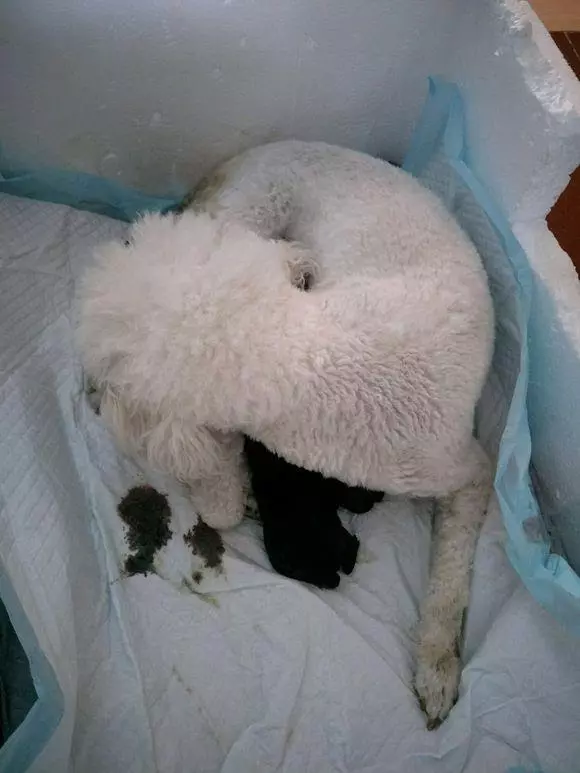 懷孕的貴賓難產9個小時沒動靜,送去醫院後狗狗卻給她帶來大驚喜