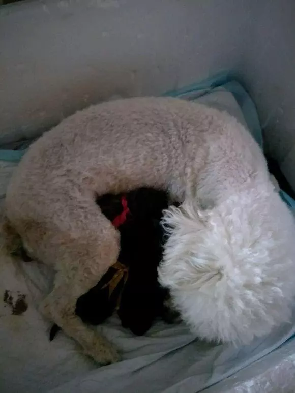 懷孕的貴賓難產9個小時沒動靜,送去醫院後狗狗卻給她帶來大驚喜