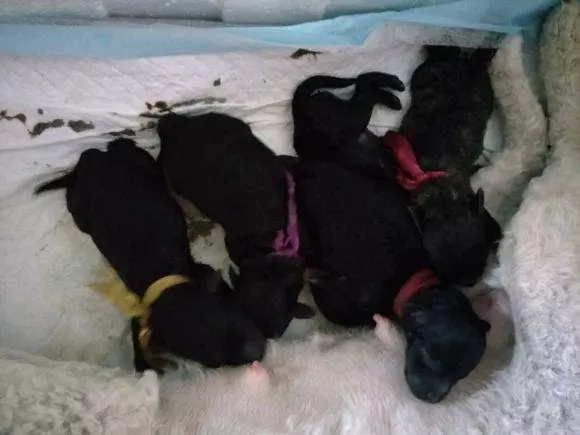 懷孕的貴賓難產9個小時沒動靜,送去醫院後狗狗卻給她帶來大驚喜