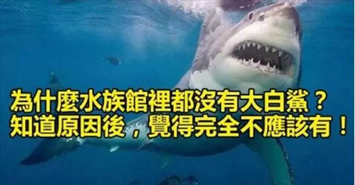為什麼水族館裡都沒有大白鯊?知道原因後,覺得完全不應該有