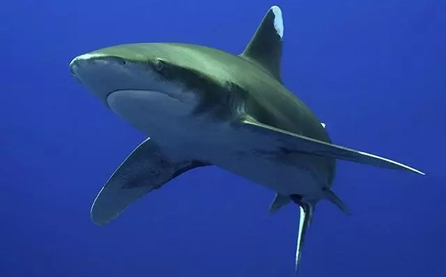 為什麼水族館裡都沒有大白鯊?知道原因後,覺得完全不應該有