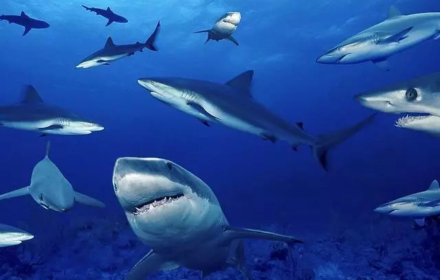 為什麼水族館裡都沒有大白鯊?知道原因後,覺得完全不應該有