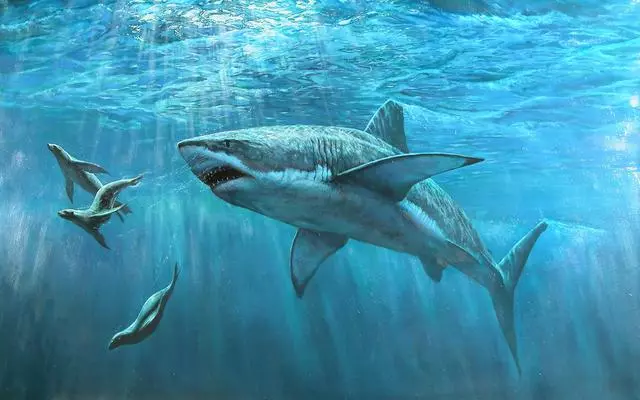 為什麼水族館裡都沒有大白鯊?知道原因後,覺得完全不應該有