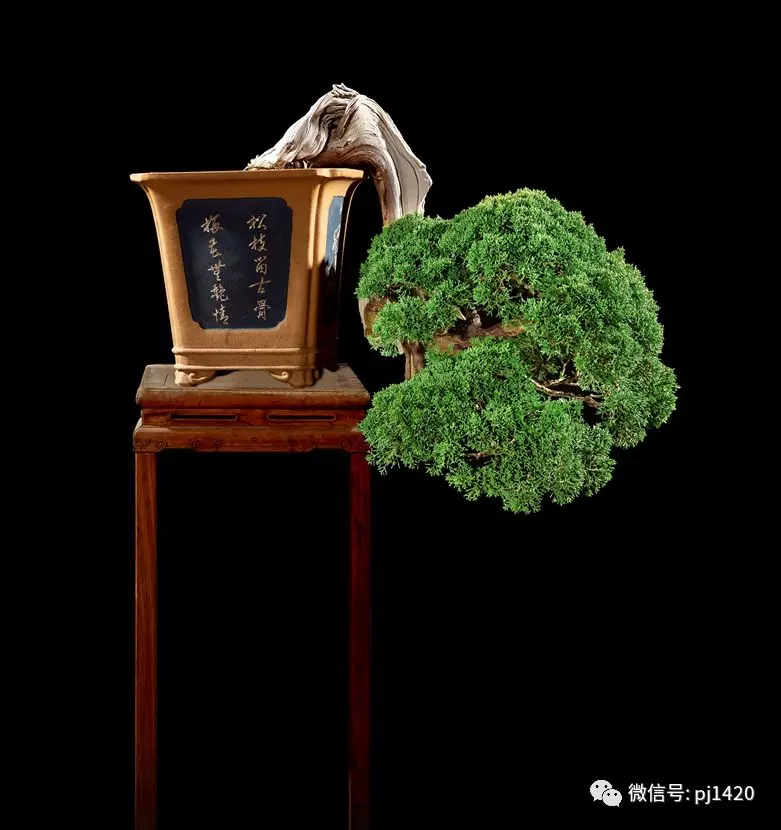 保持盆景不走樣,該做到這幾點