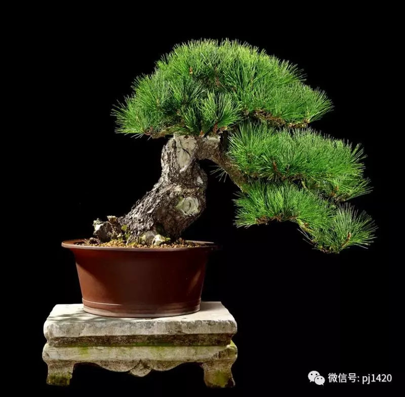 保持盆景不走樣,該做到這幾點