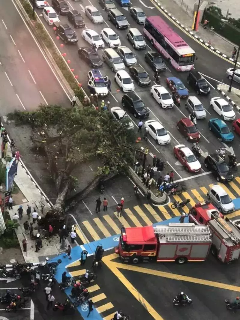 KLCC前安邦路大樹倒下·壓傷騎士毀轎車