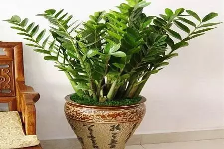 家裡養金錢樹,就要用這肥,葉子不黃蹭蹭長!