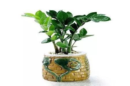 家裡養金錢樹,就要用這肥,葉子不黃蹭蹭長!