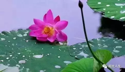 智者大師:為什麼道理都懂,卻做不到呢?