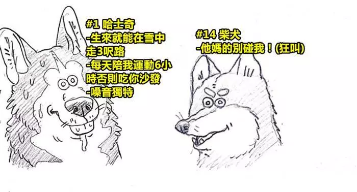 16個不同品種狗狗的「超有趣特徵」漫畫,你知道有些黃金獵犬喜歡聽「這種音樂」嗎!