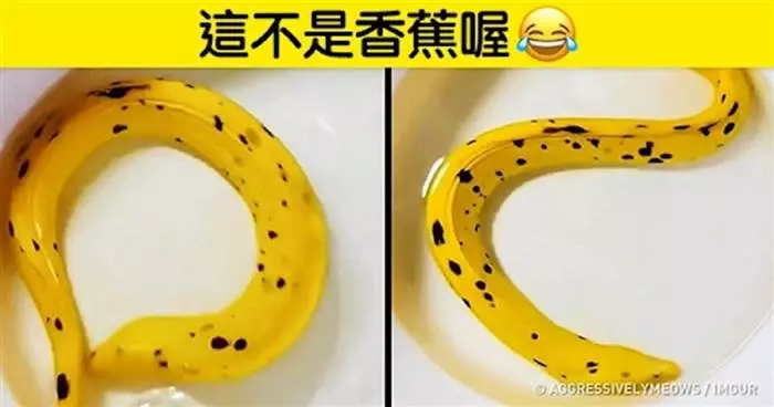19個「不仔細看,絕對看不出是這個東西」的物品