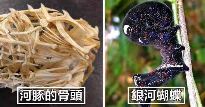 23個讓你覺得「人類還沒搞懂這世界」的不可思議照片,#8「長得像人腿」的海葵也太可怕...