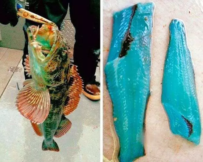 23個讓你覺得「人類還沒搞懂這世界」的不可思議照片,#8「長得像人腿」的海葵也太可怕...
