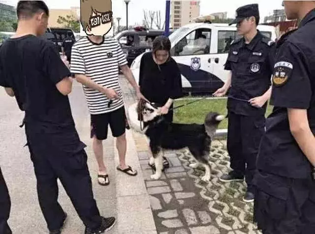 炎熱夏天,流浪狗來蹭空調,店家:生意沒漲,只漲狗了