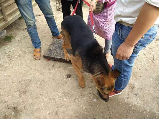 50多斤德牧當肉狗出售,賣出超低價,賣狗男子:養了白養還貼錢