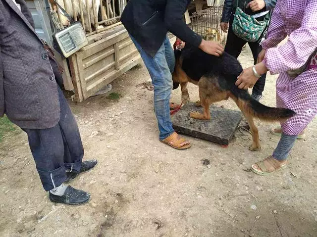 50多斤德牧當肉狗出售,賣出超低價,賣狗男子:養了白養還貼錢